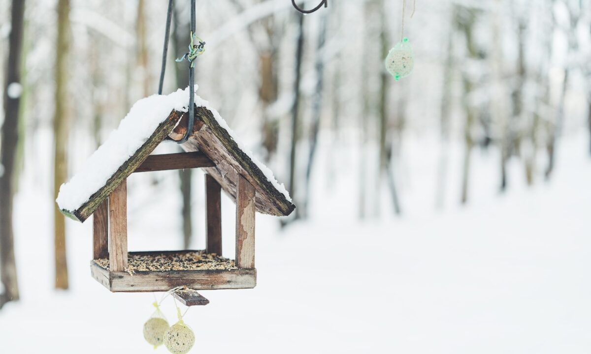 Tips on Feeding Birds in the Winter - Hardman's